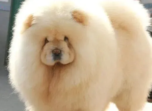 松狮犬|给松狮犬修剪指甲最简单的方法与大家分享