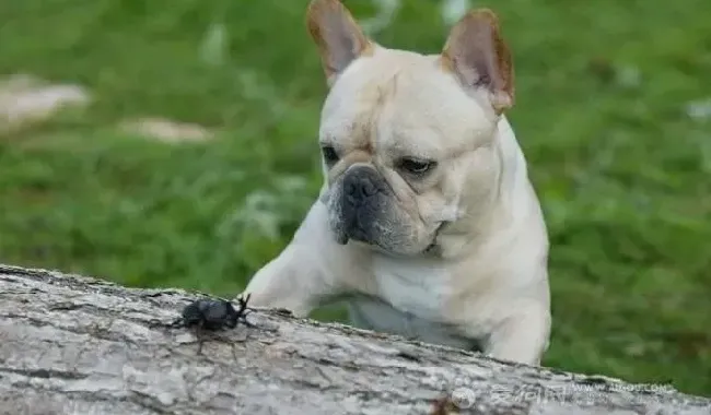 英国斗牛犬|寒冷季节护理斗牛犬需要注意哪些细节