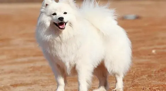 银狐犬|银狐犬瘫痪是椎间盘问题造成的
