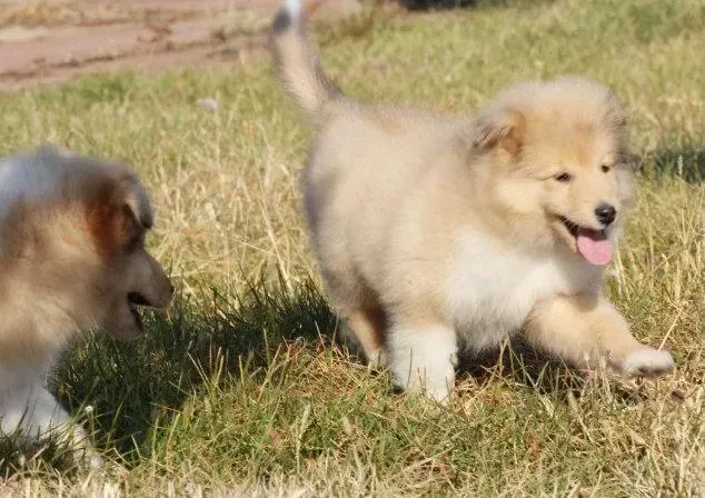 苏格兰牧羊犬|解析苏格兰牧羊犬生病的征兆