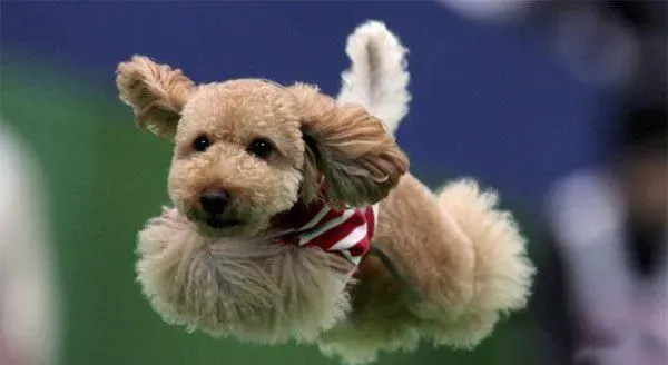 玩具贵宾犬驯养 保证它有适量的运动量 | 玩具贵宾犬