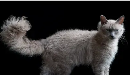 电烫卷猫怎么养 不能喂过硬的骨头 | 电烫卷猫