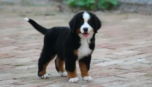 伯恩山犬|如何给伯恩山犬准确的测体温