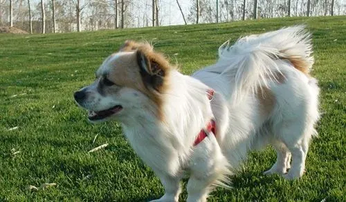 蝴蝶犬拉稀怎么办 吃些清淡的食物 | 蝴蝶犬