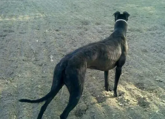 意大利灵缇犬胆子大吗 狗狗胆量的性格基础 | 灵缇犬