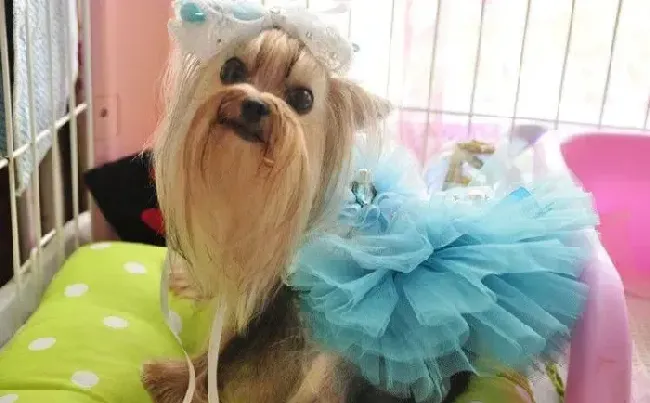 约克夏|给约克夏喝什么牌子的补钙奶粉好