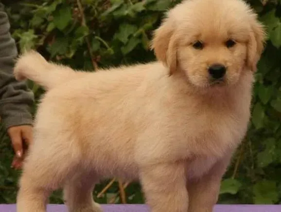 金毛|如何正确对待金毛犬的绝育问题