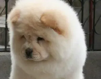 松狮犬|给松狮犬美容时主人应适当的给松狮犬拔毛
