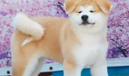秋田犬|秋田犬消化不良的解决措施与方案