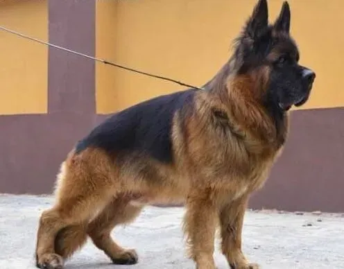 德国牧羊犬|经常与外界交流和沟通的德国牧羊犬更会社交