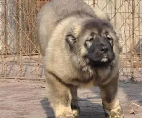 高加索犬|狗狗分娩 高加索母犬在临产前的征兆