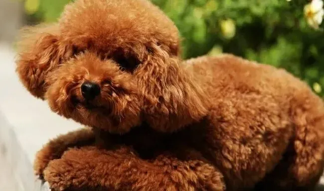泰迪犬|医疗速查手册 泰迪犬出现拉肚子的原因及治疗方法