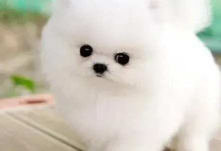 博美犬|怎么治疗两个月的博美犬流鼻涕