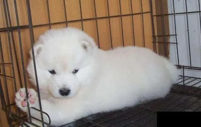 银狐犬|如何给银狐犬 “望”“ 闻” “问”  “ 切”