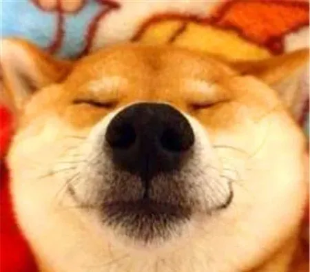柴犬秋田犬的区别 柴犬秋田犬体貌上的区别 | 柴犬