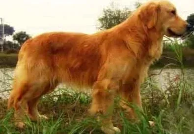 金毛|怎样能让金毛犬成为一位“游泳冠军”