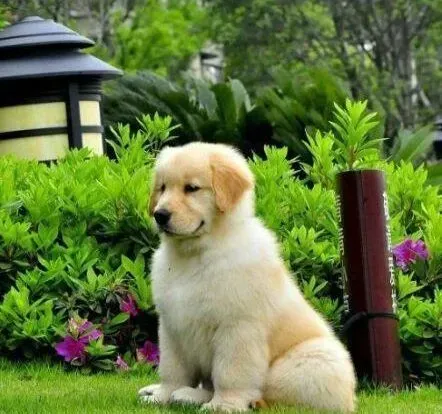 金毛|怎样让金毛犬对我们无条件的服从