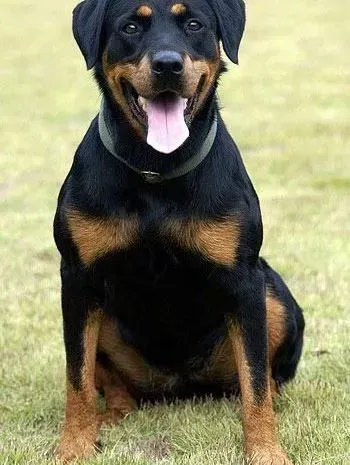 罗威纳犬|可以让罗威纳犬迅速安静的两步