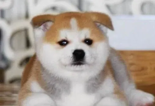 秋田犬|科学合理的喂养秋田犬有哪些方法和技巧