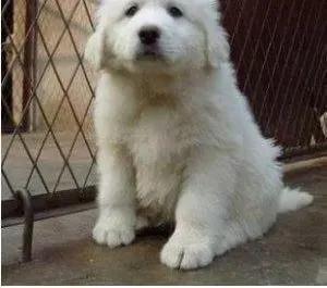 大白熊犬|大白熊犬最近拉稀带血应如何处理
