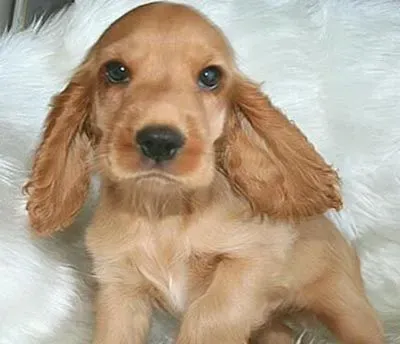怎样训练可卡犬 可卡取物训练方法 | 可卡