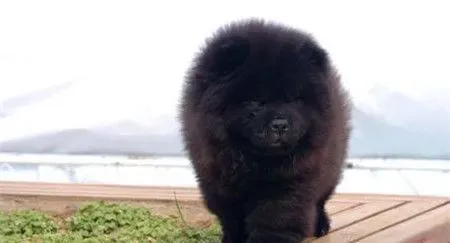 纯种松狮犬臭吗 造成松狮犬体臭原因是什么 | 松狮犬