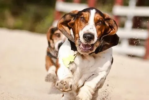 巴吉度猎犬智商 智商排名在120名左右 | 巴吉度猎犬