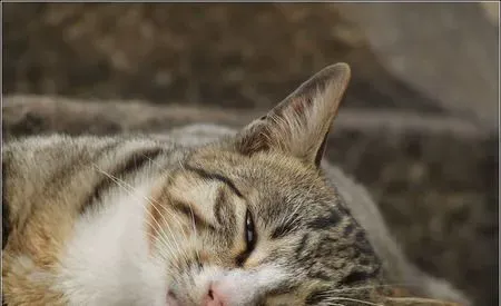 小猫死了怎么处理 为防传染病应火化 | 猫