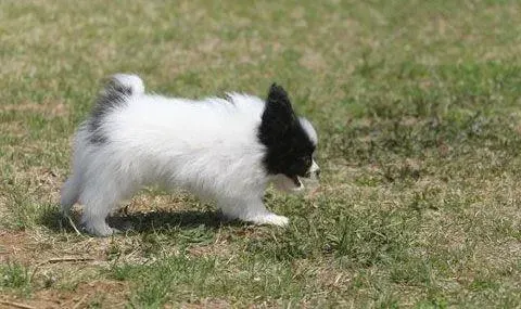 蝴蝶犬|怀孕的蝴蝶犬肚子里有蛔虫可以吃驱虫药吗