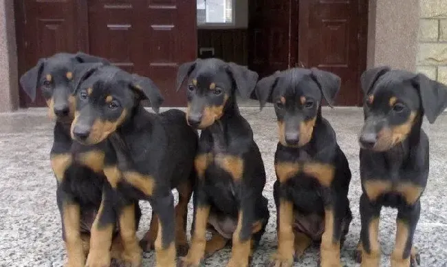 杜宾犬|饲主把杜宾犬独自放家里安全吗