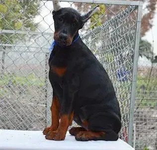 杜宾犬|杜宾犬突然不爱动不活泼是怎么了
