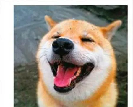 柴犬秋田犬的区别 柴犬秋田犬体貌上的区别 | 柴犬