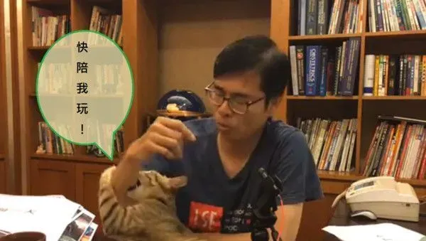 朕也想亮亮相! 爱猫乱入直播超会刷存在感 | 猫