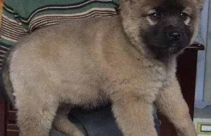 高加索犬|医疗小保健 高加索犬常见病的治疗方法
