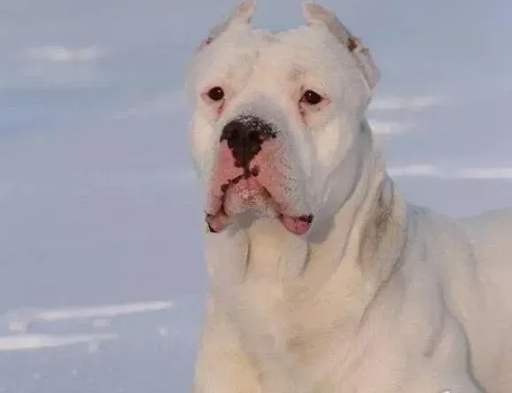 杜高犬|杜高犬处于换毛阶段，应如何缓解这种情况