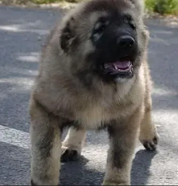 高加索犬|分析高加索犬心丝虫的致病原因是什么