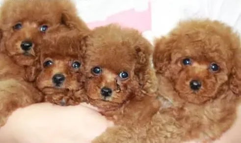 泰迪犬|夏季的时候泰迪犬的毛发应该怎样修剪