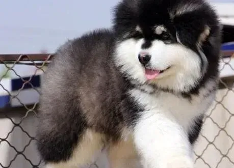 阿拉斯加犬|家里饲养阿拉斯加雪橇犬会影响孕妇么