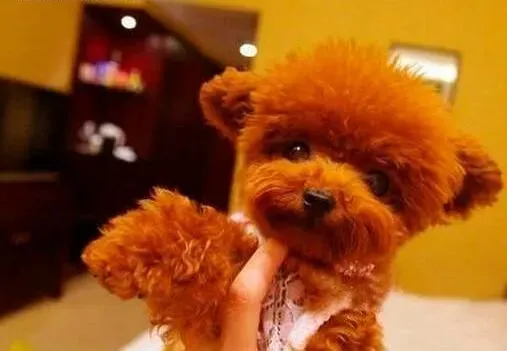 泰迪犬|应对泰迪犬产后拒食的措施