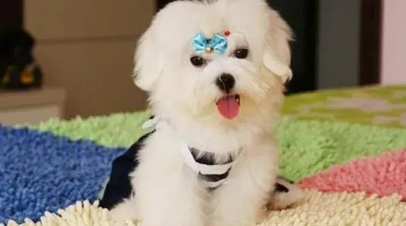 马尔济斯|训练告诉告诉你训练马尔济斯犬期间须知哪些原则