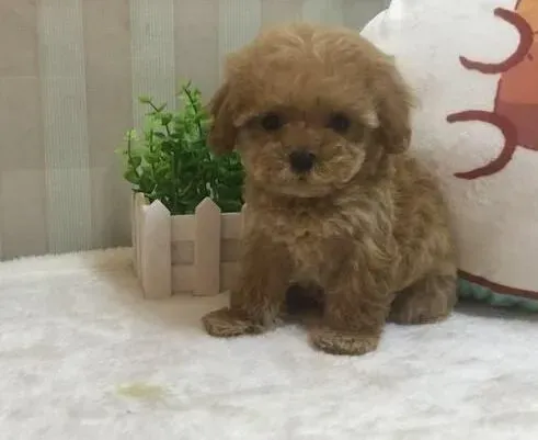 贵宾犬|贵宾犬的性格取决于主人