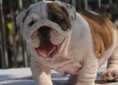 英国斗牛犬|斗牛犬身上掉毛，出现很多皮屑用什么方法处理掉