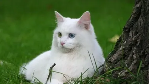 狮猫怎么养 狮猫饲养起来既不简单也不难 | 狮猫