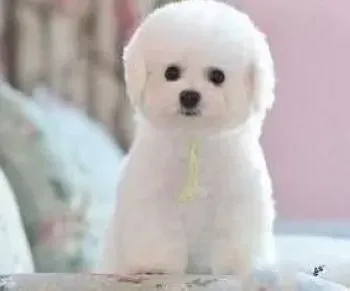 比熊犬|怎样做好比熊犬参加比赛之前的准备