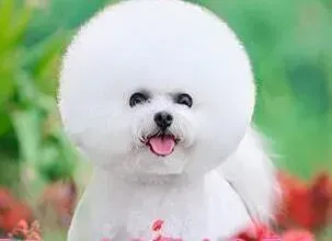 比熊犬|比熊犬最近总咳嗽是什么原因 应怎么办