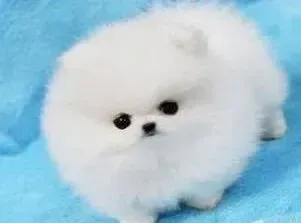 博美犬|时代新主人饲养博美犬需要具备哪些要求
