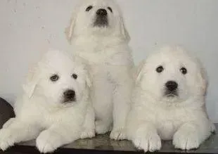 大白熊犬|大白熊犬日常洗澡期间要注意哪些事情