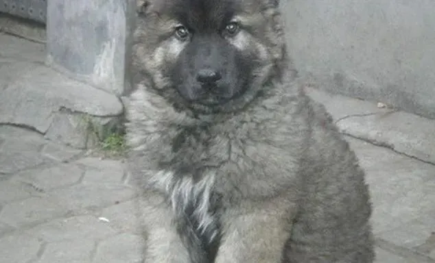 高加索犬|生命在于运动 高加索犬运动期间须知三个要点