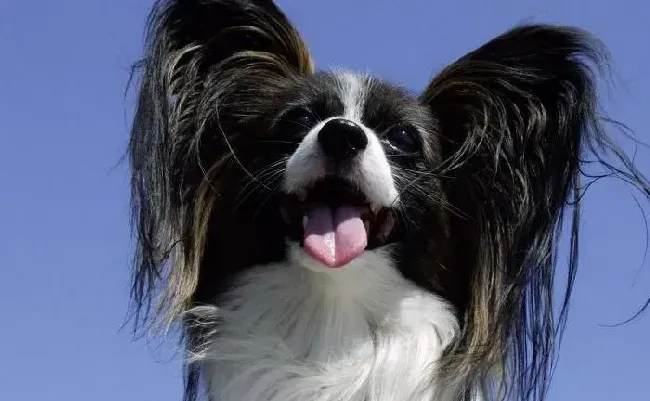 蝴蝶犬|换牙必备全书 蝴蝶犬换牙期间须知的护理经验