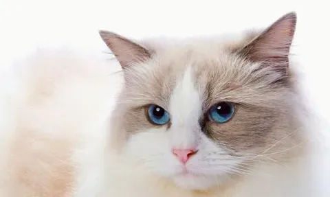 被布偶猫咬出血怎么办 被布偶猫咬伤最好的处理方法 | 布偶猫